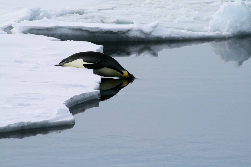 Emperor Penguin (Aptenodytes forsteri), Antarctica © Jennifer Cooke
