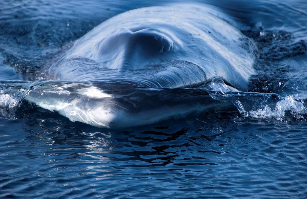 Minke Whale (Balaenoptera bonaerensis), Antarctica © Jennifer Cooke