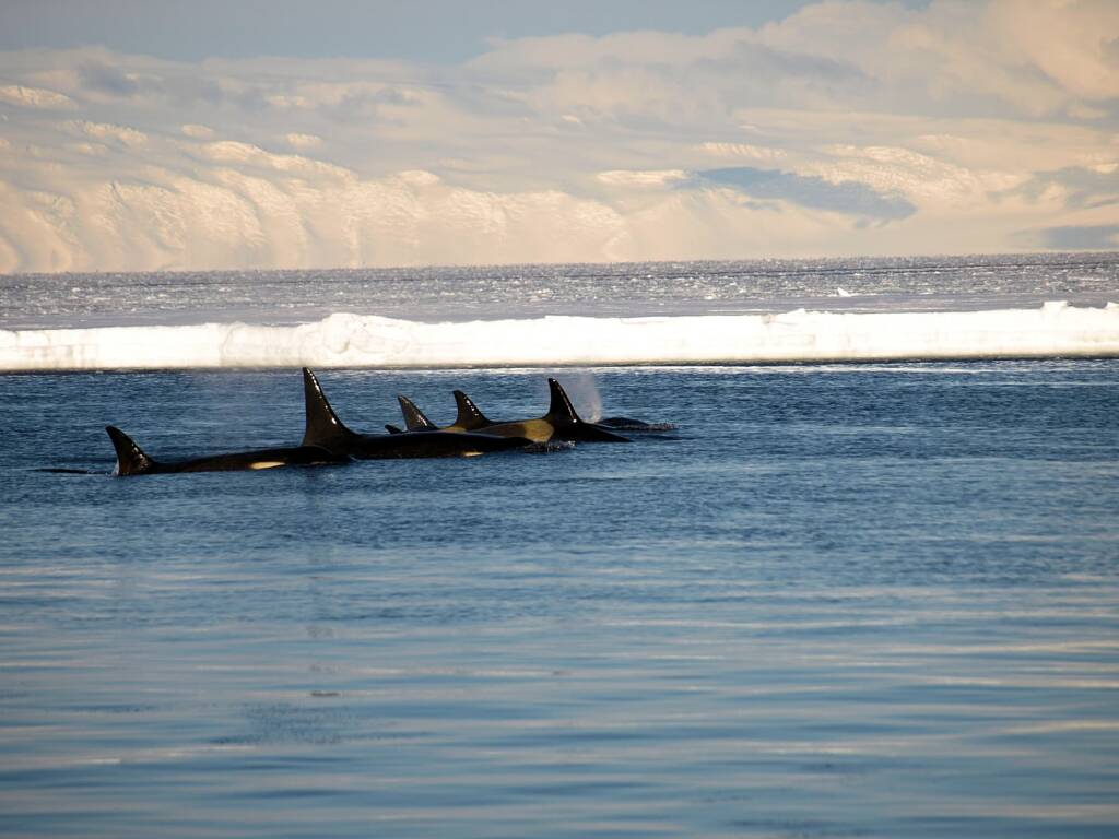 Orca (Orcinus orca), Antarctica © Jennifer Cooke (photo Waghorn)