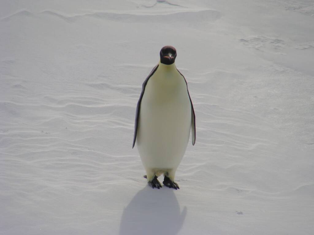 Emperor Penguin (Aptenodytes forsteri), Antarctica © Jennifer Cooke