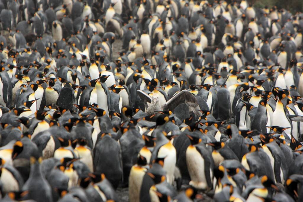 King Penguins (Aptenodytes patagonicus), Antarctica © Steve Wall (Jennifer Cooke)