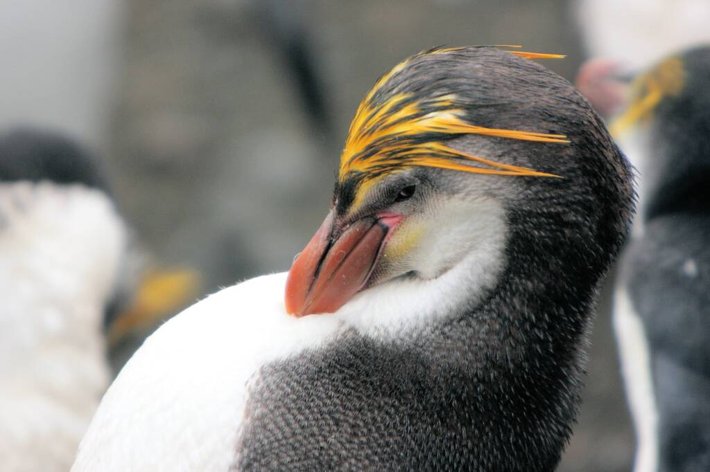 Royal Penguin (Eudyptes schlegeli), Antarctica © Mark Wall (courtesy of Jennifer Cooke)