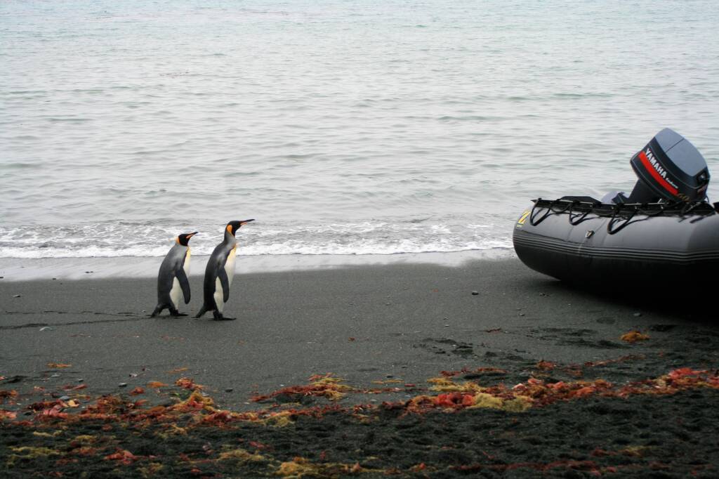 Emperor Penguin (Aptenodytes forsteri) and zodiac, Antarctica © Jane / Jennifer Cooke