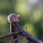 Yellow-Footed Antechinus (Antechinus flavipes), Bendigo Regional Park VIC © Mal Whitehead