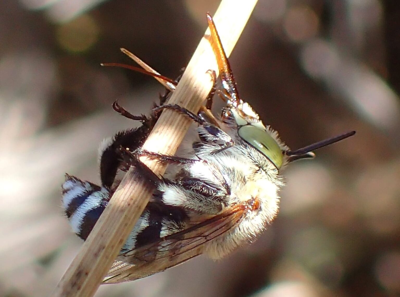 Bees Antenna Ausemade