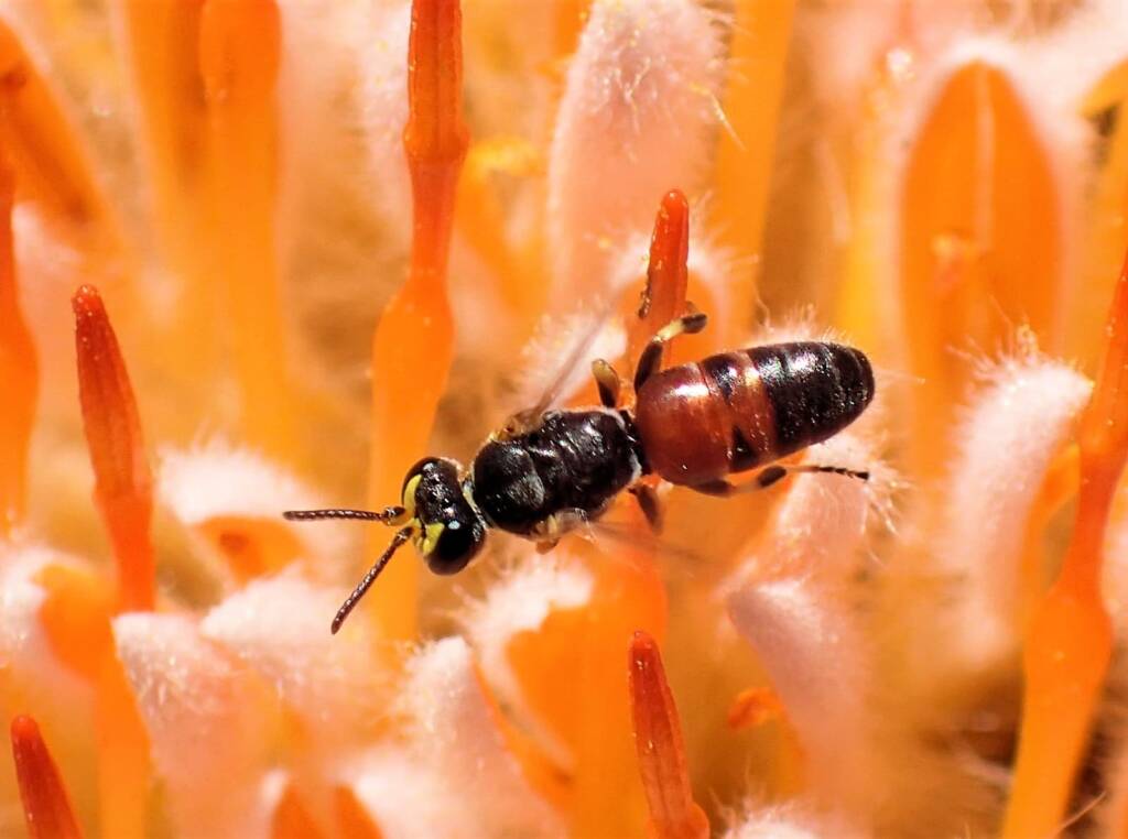 Banksia bee with view of the antenna © Gary Taylor