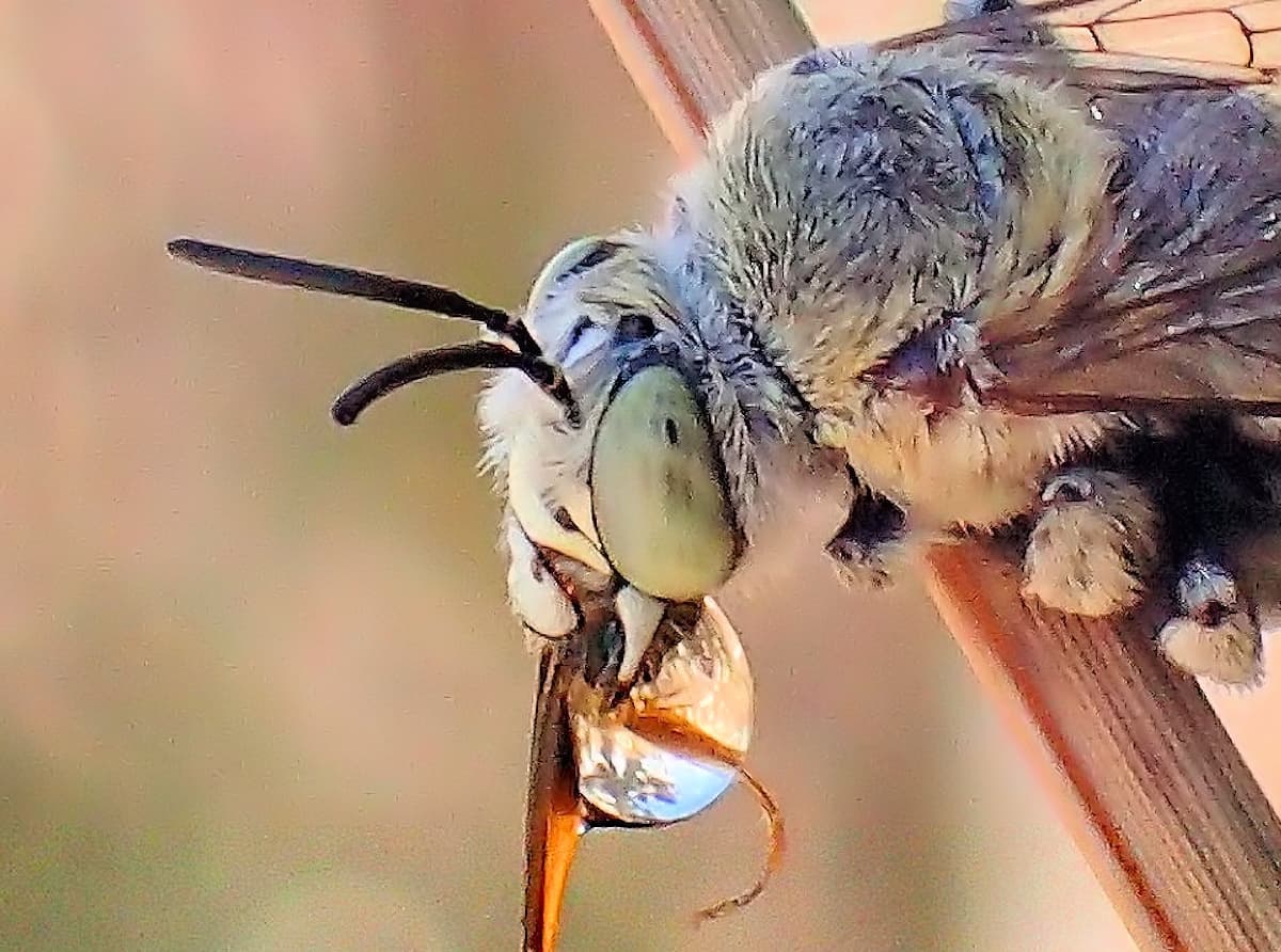 Bees Antenna Ausemade