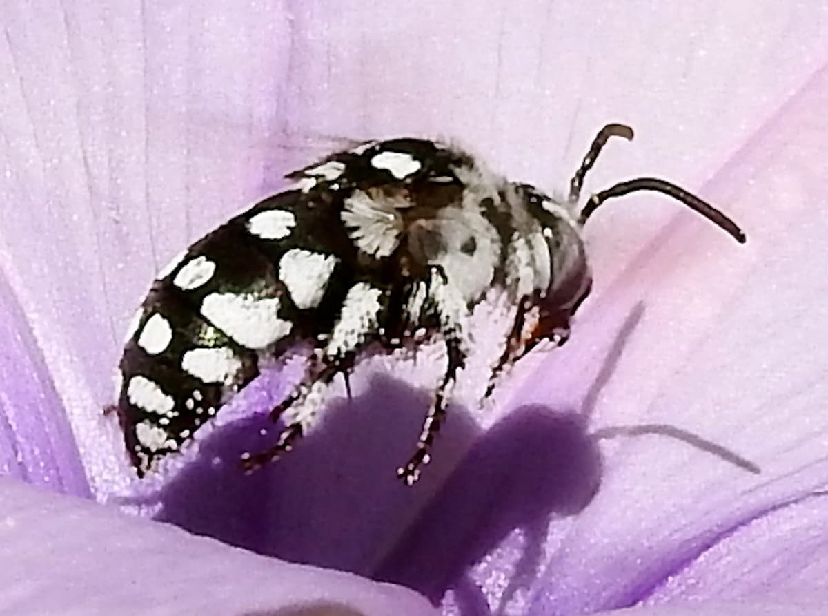 Bees Antenna Ausemade