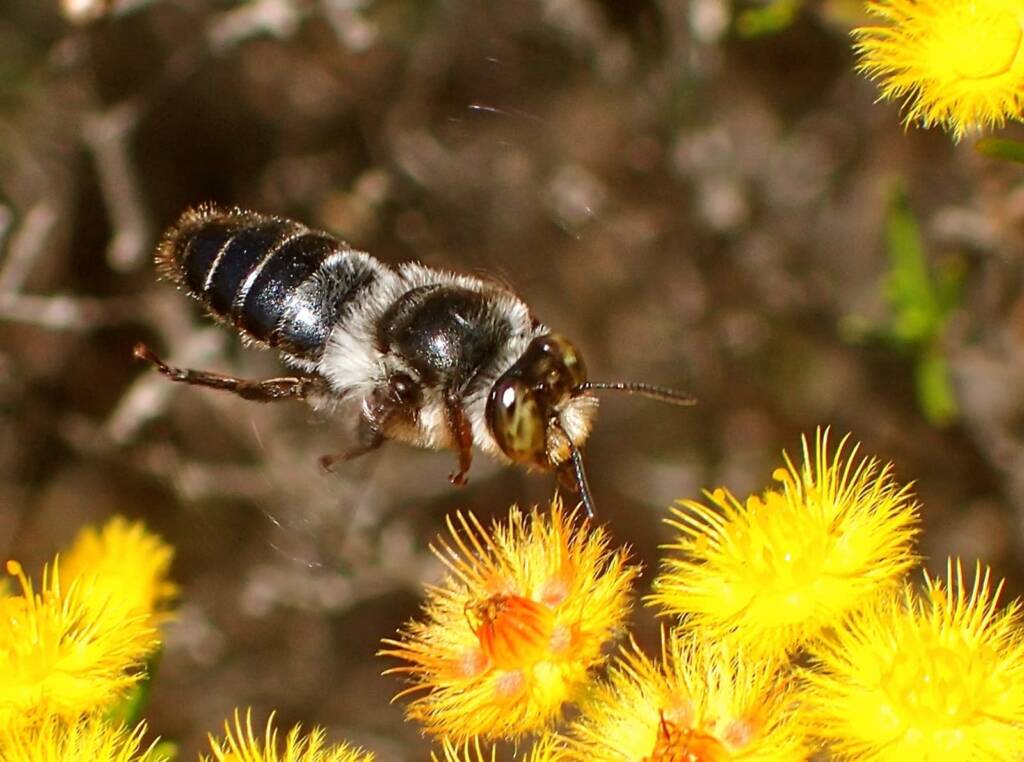 Stenotritidae (Ctenocolletes) with view of the antenna © Gary Taylor