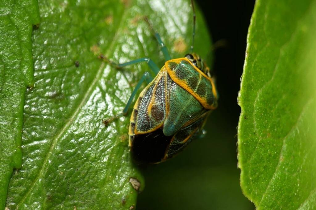 Green Grid Stink Bug (Antestiopsis cederwaldi), Gold Coast QLD © Stefan Jones