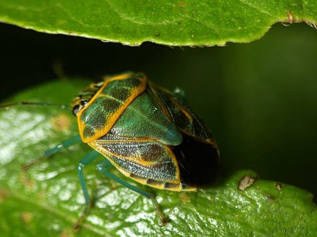 Green Grid Stink Bug (Antestiopsis cederwaldi), Gold Coast QLD © Stefan Jones