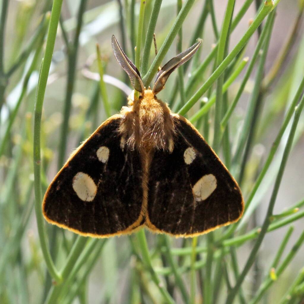 Four-Spot Anthelid Moth (Anthela guenei), Passchendaele QLD © Michael Jefferies