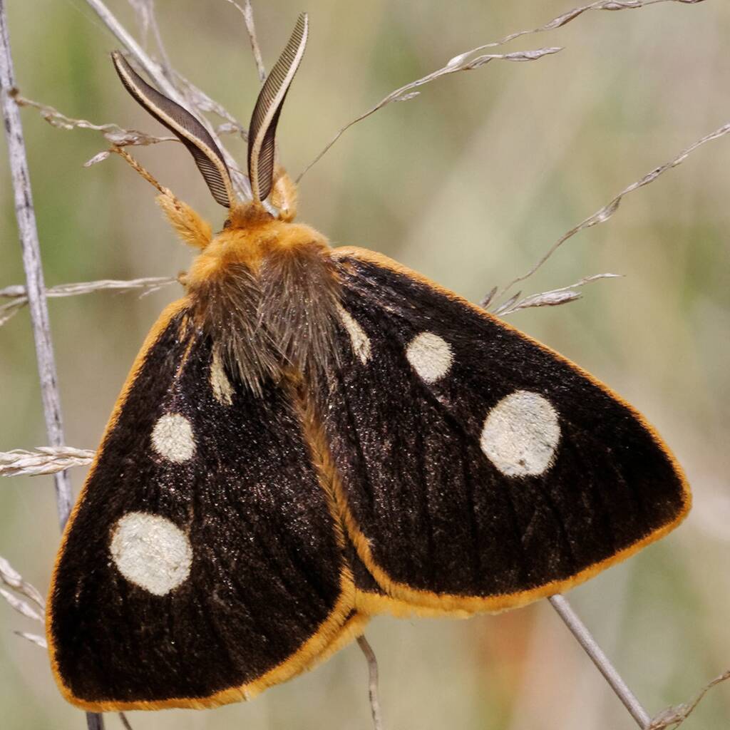 Four-Spot Anthelid Moth (Anthela guenei), Mt Marlay QLD © Michael Jefferies