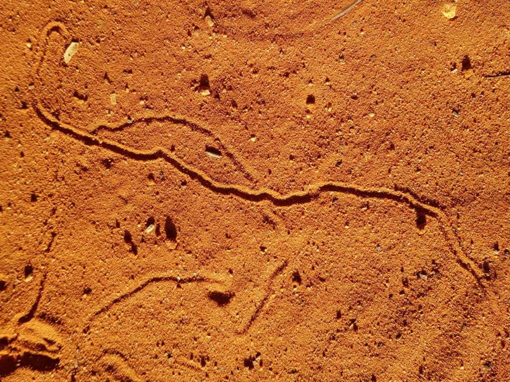 Antlion tracks in the sand (family Myrmeleontidae), Alice Springs NT