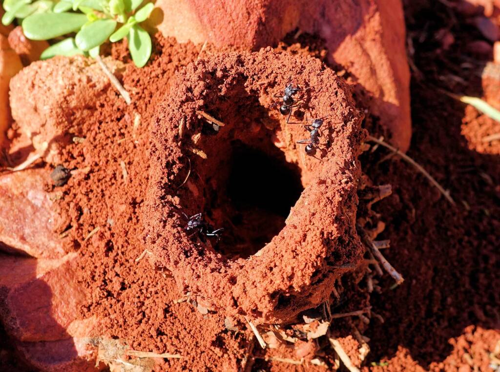 Ants nest on Point Howard Lookout, NT