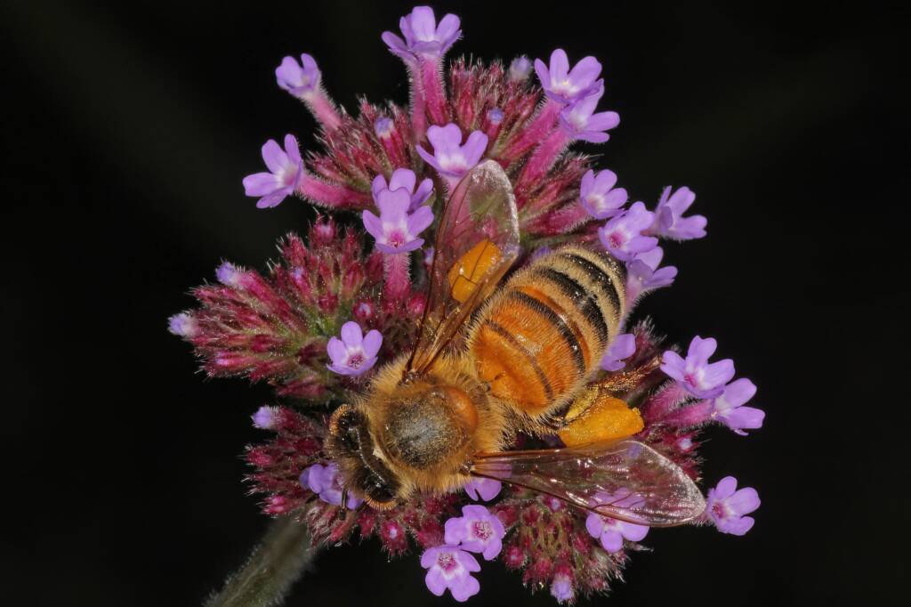 Hairy eyes of the Apis Mellifera on a Purple Top Verbena © Marc Newman