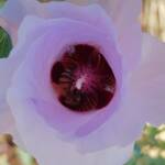 Apis Mellifera and Australiphthiria sp on Sturt’s Desert Rose (Gossypium sturtianum var. sturtianum), Olive Pink Botanic Garden NT