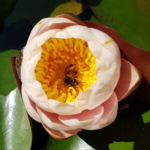 Apis mellifera (European Honey Bee) on lotus, Alice Springs NT