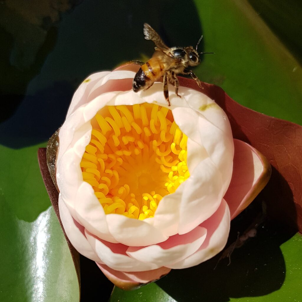 Apis mellifera (European Honey Bee) on lotus, Alice Springs NT
