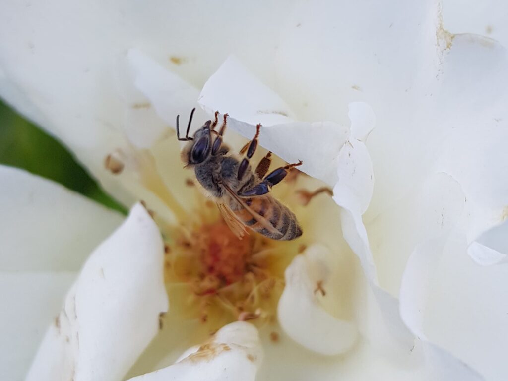 Apis mellifera (European Honey Bee) on rose, Alice Springs NT