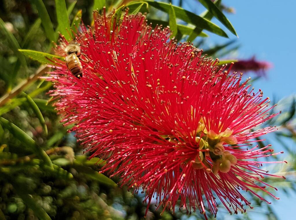 European Honey Bee (Apis mellifera) on Weeping Bottlebrush (Callistemon viminalis), Alice Springs NT