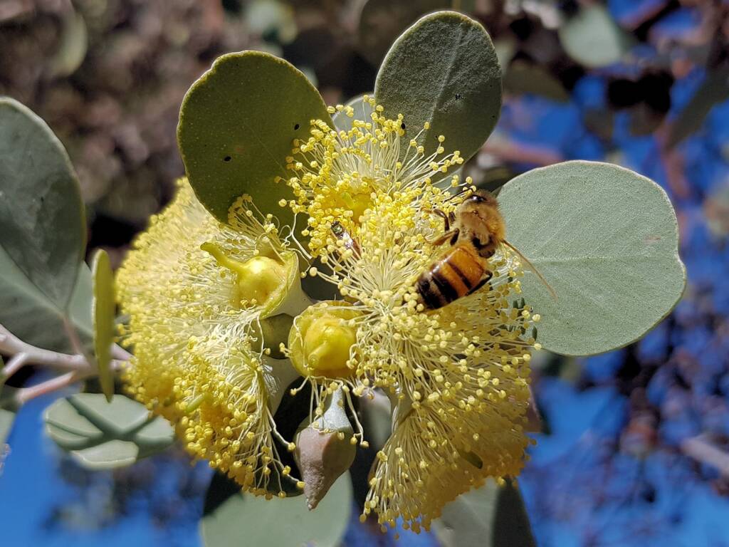 Apis mellifera on Round-leaved Mallee (Eucalyptus orbifolia), Alice Springs NT