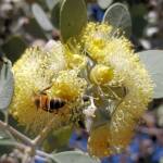 Apis mellifera on Round-leaved Mallee (Eucalyptus orbifolia), Alice Springs NT