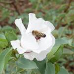 European Honey Bee (Apis mellifera) / Gossypium sturtianum (Sturt's Desert Rose), Alice Springs, NT