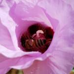 European Honey Bee on a Sturt's Desert Rose, Olive Pink Botanic Garden, Alice Springs, NT