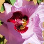 European Honey Bee on a Sturt's Desert Rose, Olive Pink Botanic Garden, Alice Springs, NT