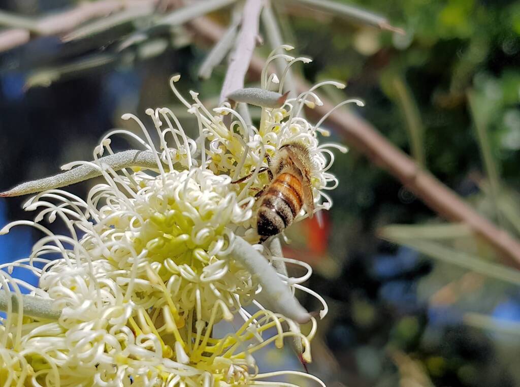 European Honey Bee on Needlewood (Hakea leucoptera), Alice Springs NT