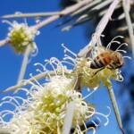 European Honey Bee on Needlewood (Hakea leucoptera), Alice Springs NT