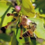 European Honey Bee (Apis mellifera) on lemon blossoms (genus Citrus), Alice Springs NT