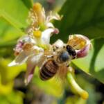 European Honey Bee (Apis mellifera) on lemon blossoms (genus Citrus), Alice Springs NT