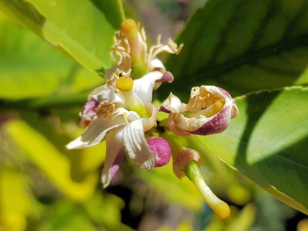 Lemon blossoms (genus Citrus) that was visited by the European Honey Bee, Alice Springs NT
