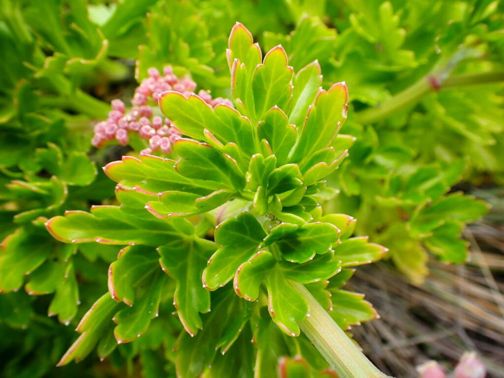 Apium prostratum subsp. prostratum var filiforme (Sea celery), South Coast WA © Terry Dunham