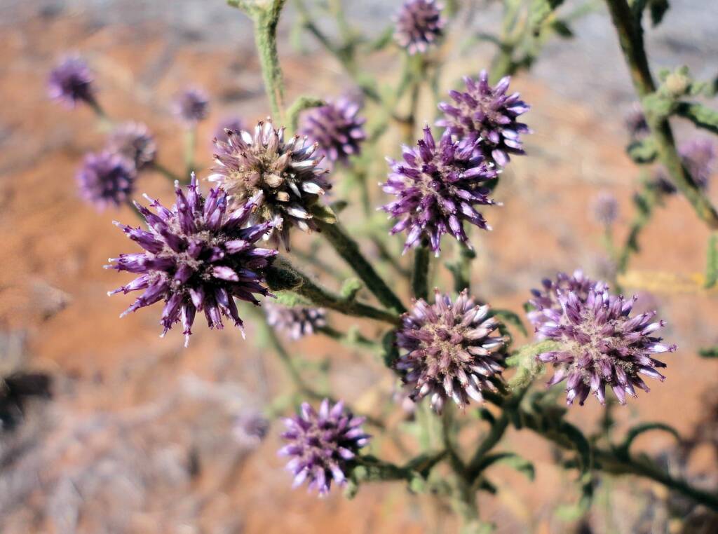 Apple Bush (Pterocaulon sphacelatum), Alice Springs, NT