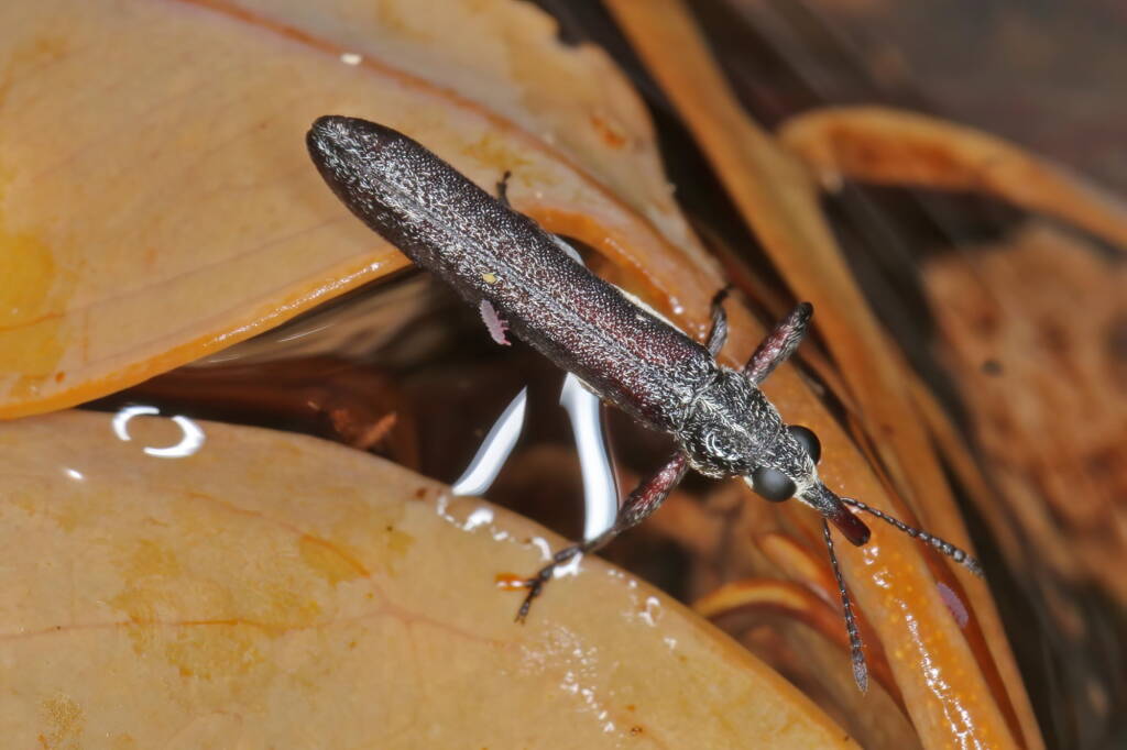 Aquatic Weevil with two small springtails - Life in the Gnammas, Girraween QLD