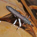 Aquatic Weevil with two small springtails - Life in the Gnammas, Girraween QLD
