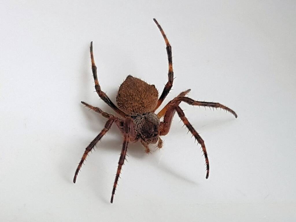 Orbweaver Spider (family Araneidae), Alice Springs NT