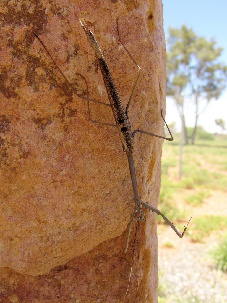 Archimantis quinquelobata (Five-spined Stick Mantis), Aileron Hill NT