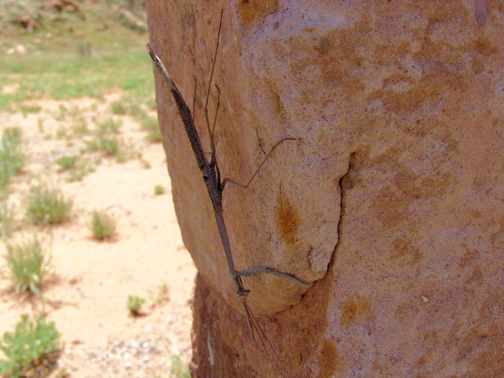 Archimantis quinquelobata (Five-spined Stick Mantis), Aileron Hill NT