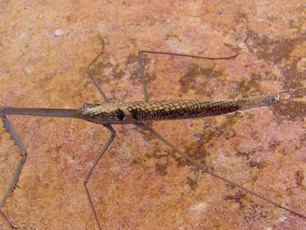 Archimantis quinquelobata (Five-spined Stick Mantis), Aileron Hill NT