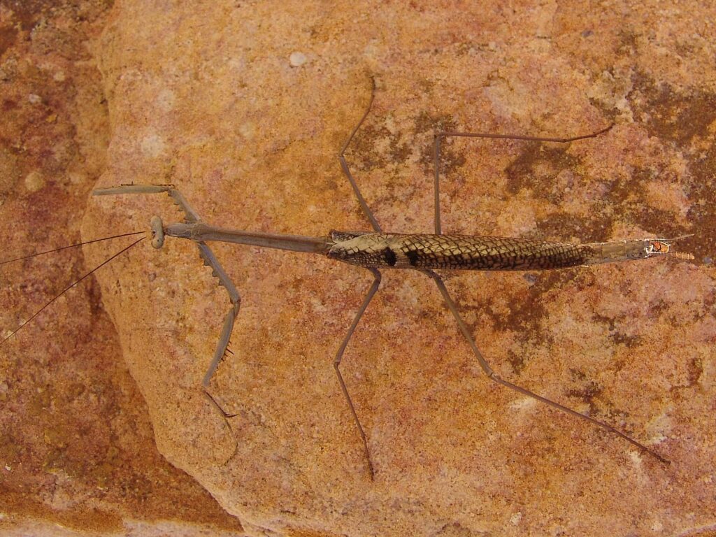 Archimantis quinquelobata (Five-spined Stick Mantis), Aileron Hill NT