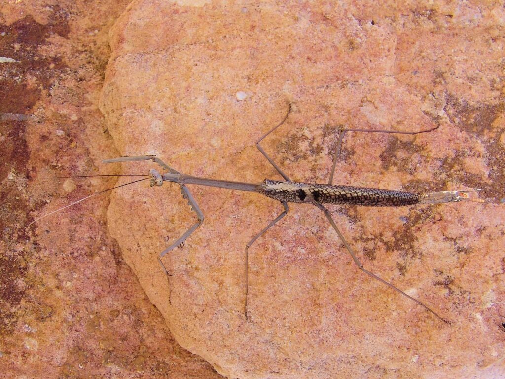 Archimantis quinquelobata (Five-spined Stick Mantis), Aileron Hill NT