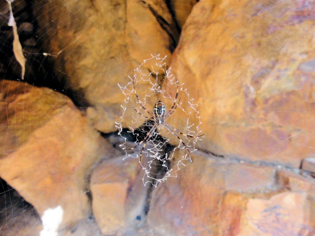 Argiope dietrichae (Dietrich's St Andrews Cross Spider), Ormiston Gorge NT