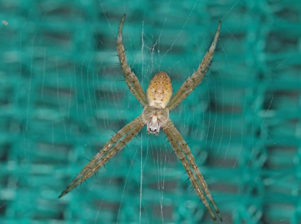 St Andrews Cross Spider (Argiope keyserlingi), Ballandean QLD © Marc Newman