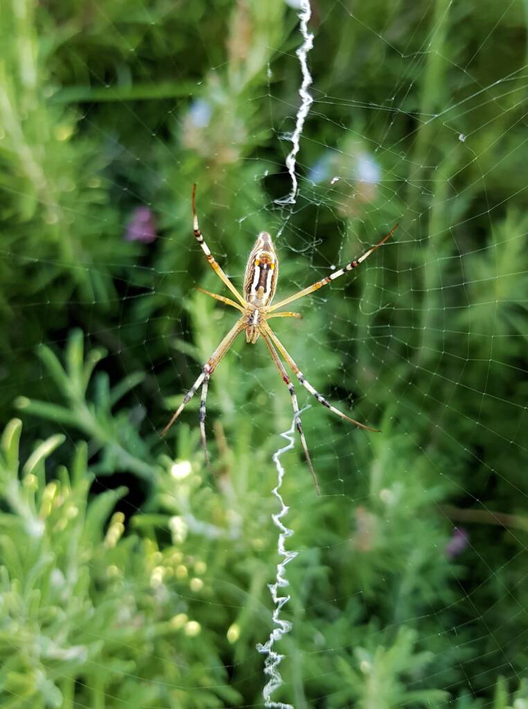 Long-tailed St. Andrews Cross Spider (Argiope protensa), Alice Springs, NT