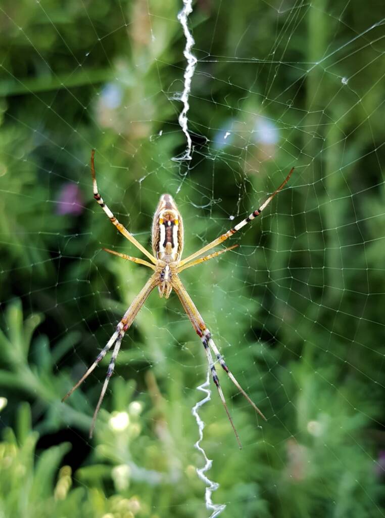 Long-tailed St. Andrews Cross Spider, (Argiope protensa), Alice Springs, NT