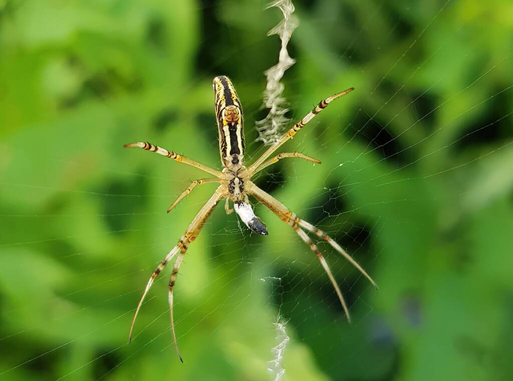Long-tailed St. Andrews Cross Spider (Argiope protensa), Alice Springs, NT